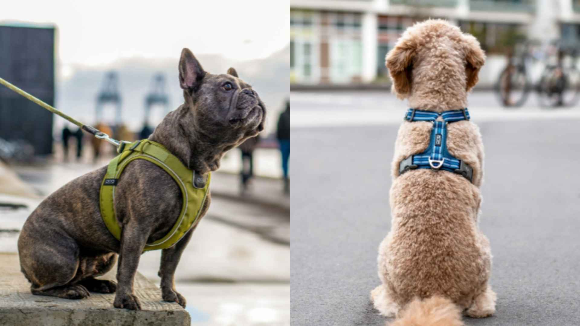 arneses dog copenhaguen